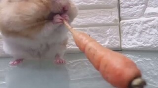 ปากของหนูแฮมสเตอร์ตัวน้อยนี่สามารถยัดอะไรได้มากแค่ไหนกันนะ