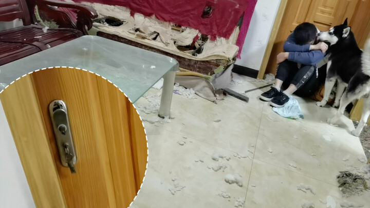 To keep a husky or to keep a neat room