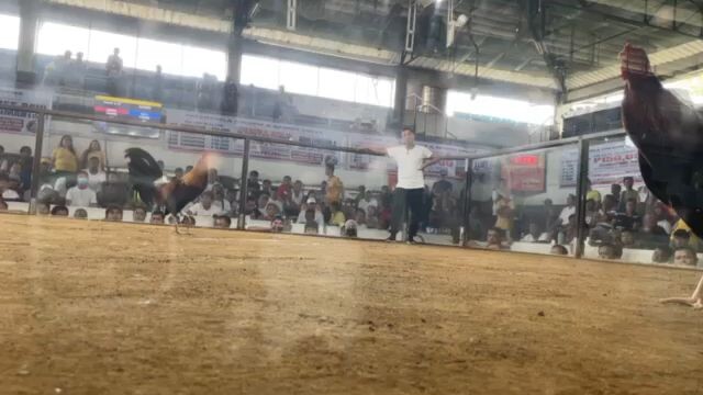 2x Winner National Banded Red Tape