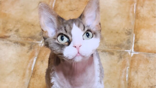 You shouldn't raise this kind of kitten! It's way too clingy! 55555