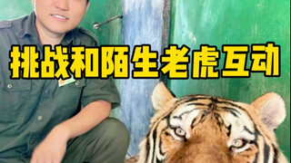 Tại sao tôi lại đuổi theo hổ khắp mọi nơi?