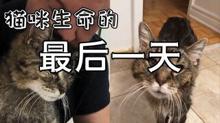 真的好好哭，陪伴养了18年的猫咪走完生命的最后一天