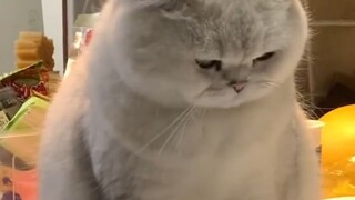 Kitty can't hear this.