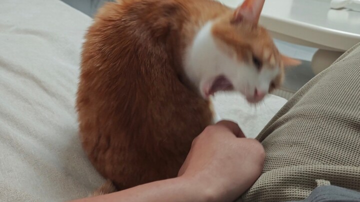 Cat: If you’re not using your hand, I’ll just chomp it off～