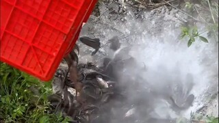 这样灭清道夫真的太狠了！