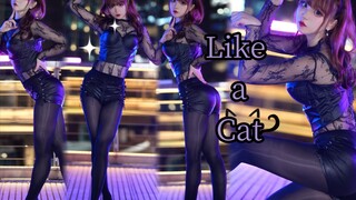 【ครบรอบ 9 ปีของการโพสต์】🐱เหมือนแมว｜ก้าวเบาเงียบ