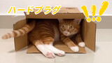 Chấp niệm của mèo với hộp giấy!!!