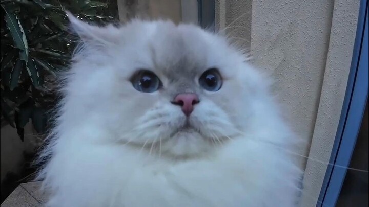 Summer really isn’t the right time to catch cats 😂