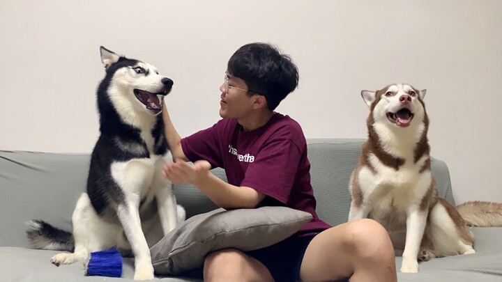 What do you do when you want to beat up a Husky but have no reason to?