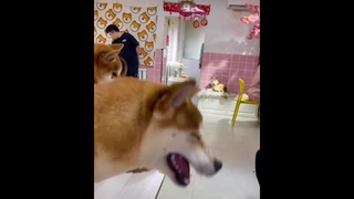 ฮ่าๆ