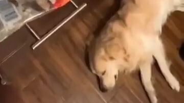 The dog only reacts to one specific sound.
