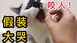 喂猫被咬假装大哭，猫琢磨半天以为不该吃饭