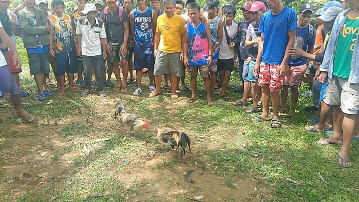 lakas mo talaga grey kaso patay karin