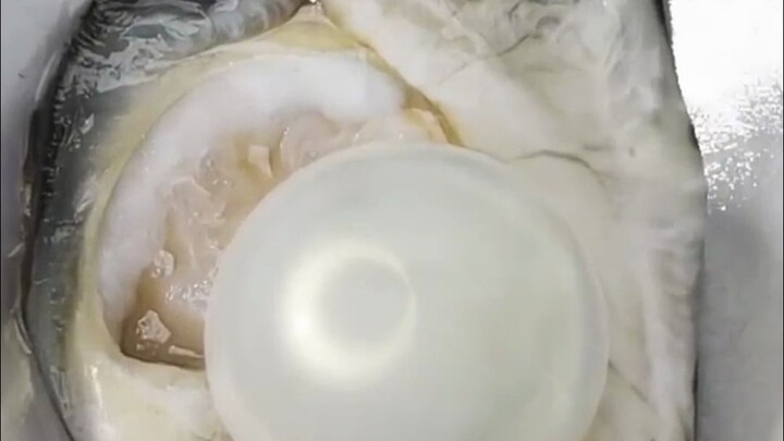 ไข่มุกในหอยนางรมเกิดขึ้นได้อย่างไร?