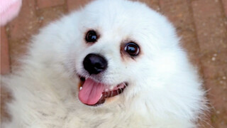 I was robbed by a dog on the street 555, you naughty dog!