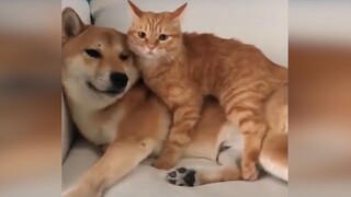 [Remix]Collections of funny moments of pets