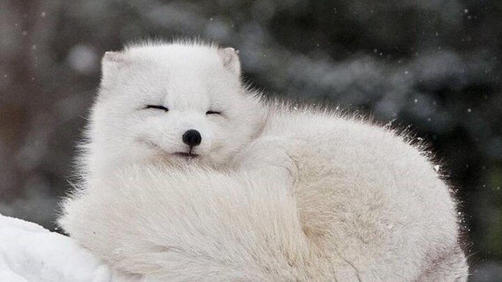 [มิกซ์คลิป][จิ้งจอกอาร์กติก] เทพธิดาอาร์กติก – ความน่ารักและความงามอันสุดยอดที่เป็นเอกลักษณ์เฉพาะของ