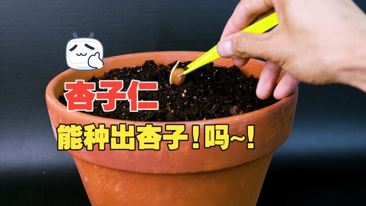 Hạt mơ cũng có thể dùng để gieo trồng? Hóa ra từ 1.500 năm trước, người xưa đã ghi chép về việc trồn