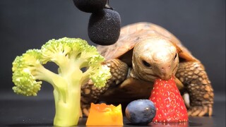 [ASMR] 🐢 Kura-kura Memakan Buah dan Sayuran