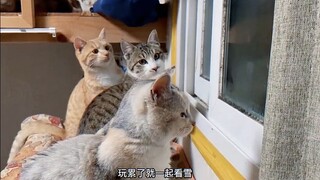 It was snowing heavily, and a cat wanted to go into the house to keep warm. After opening the window