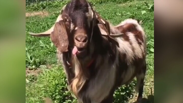 Con cừu này kêu lên cảm giác như nhạc điện tử vậy~