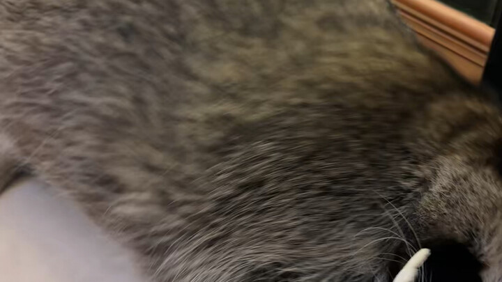 Meaningless communication with a raccoon #raccoon #funny #housebreaking