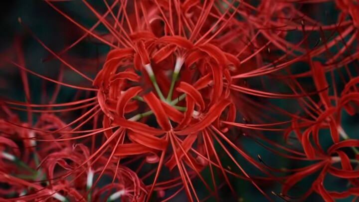 ดอกไม้แห่งความตาย