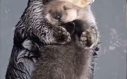 Thể hiện rõ cảnh nâng niu như sợ nó tan chảy trong miệng, giữ trên tay mà cứ lo rơi mất.