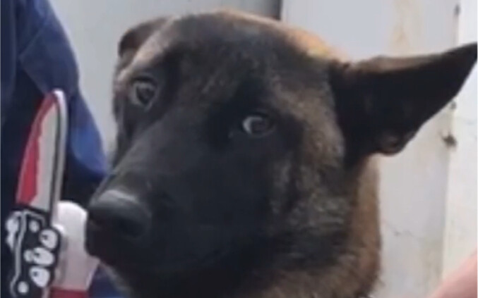 Am I still a police dog?
