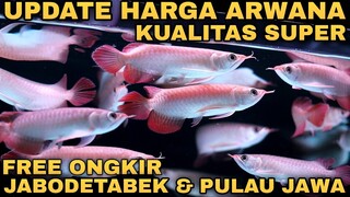 Update harga arwana terbaru jenis arwana super red gak bikin kantong jebol