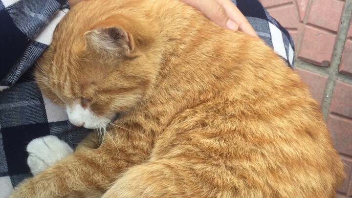 Lemah, tak berdaya, tapi doyan makan!