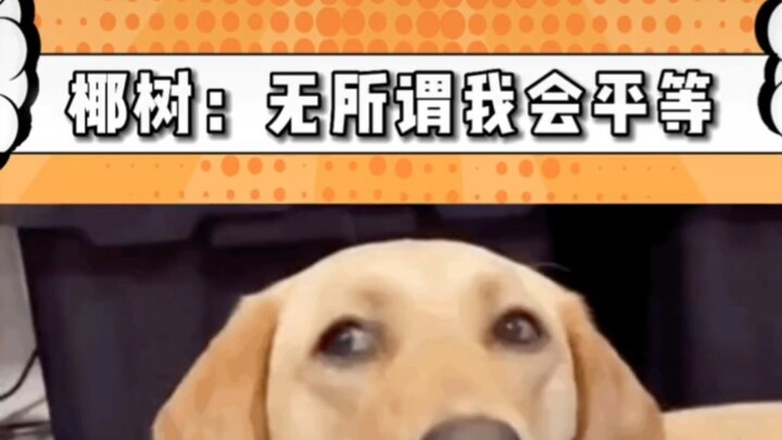 大半夜真的笑死 椰树：主打的就是平等且低俗