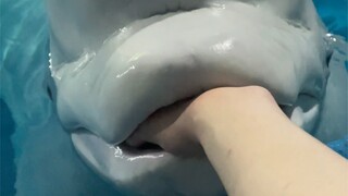 Lazy Bai can actually be a bit more energetic when it comes to eating fish 😂