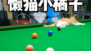 แมวน้อยขี้เกียจสีส้ม