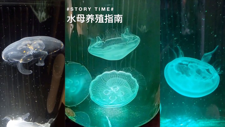 Guide to Jellyfish Farming