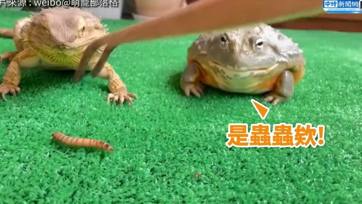 Ếch bò ngốc nghếch và thằn lằn cùng nhau ăn cơm, kỹ năng thì kém mà còn đánh nhau chí chóe