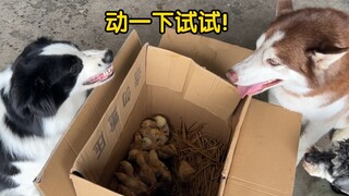 边牧帮主人守鸡，二哈只要一靠近，就会被凶！