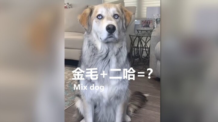 Pernahkah kamu melihat anjing campuran antara Golden Retriever dan Husky?