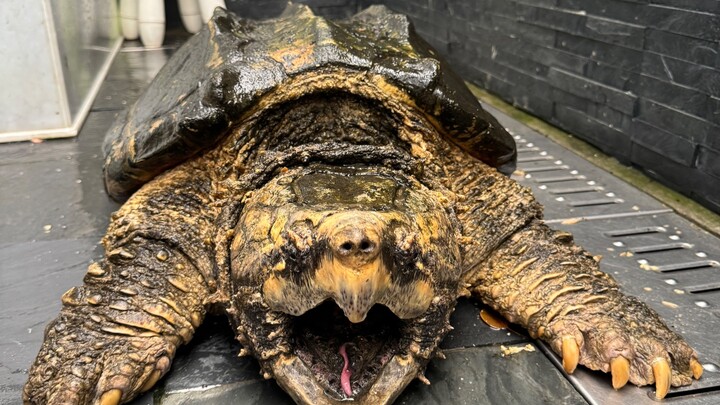 The Chinese alligator snapping turtle community has another tough guy now!