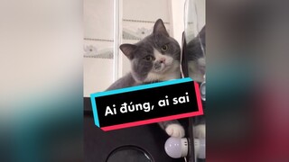 Vậy là mình sai hả mọi người 🥲 cat catsoftiktok mèo tungchanngan xuhuong fypシ