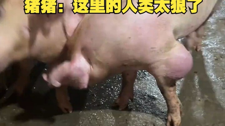 Zhu Zhu: These humans are so ruthless!