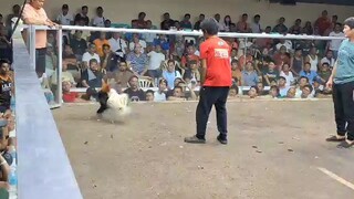 GSP-Claveria Gamefarm Fight #10