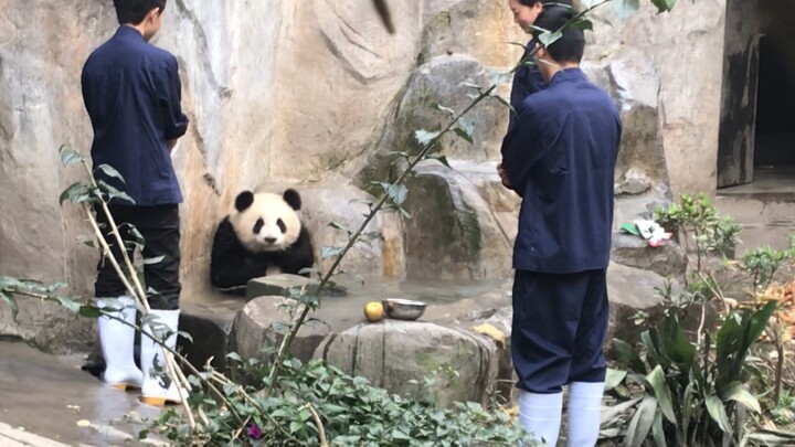 三只憨憨树上打架，树枝不堪重负，熊猫摔倒在地，饲养员上千劝架，憨憨赌气跑到水池不肯停止营业，饲养员不得不放掉水池里的水，停止营业。