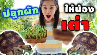 ปลูกผักเองให้สัตว์เลี้ยงกิน ผักออร์แกนิค