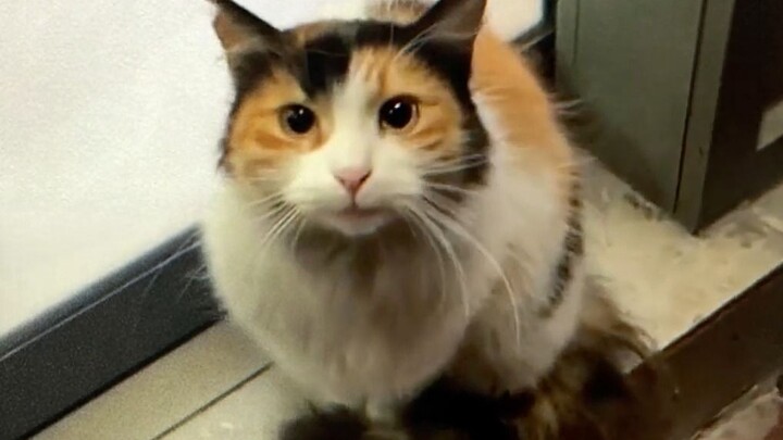 Cat: Let’s wait out the rain—once it stops, we’re out of here!