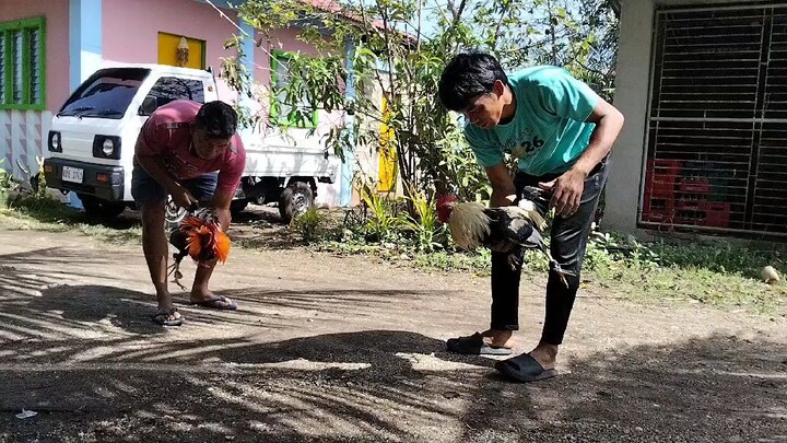 6 months old 1st spar