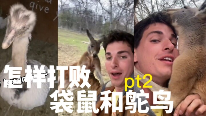 Wildlife Ranch Owner: How to Tame My Kangaroos and Ostriches – Part 2
