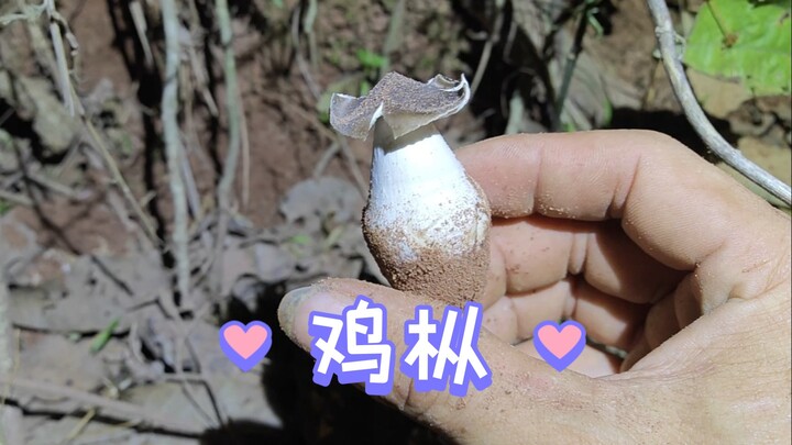 ทำไมเห็ดจีซงที่บ้านฉันถึงได้น่ารักขนาดนี้