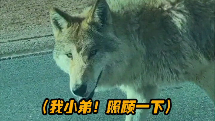 شاهد ولادة فطيرة صفار البيض الذئب في كوكسي لي