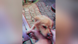 aoanh xuhuongtiktok  niemvuilakhi #